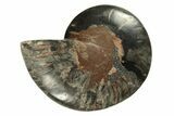 Cut & Polished Ammonite Fossil (Half) - Crystal Pockets #263634-1